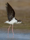 Black-necked Stilt