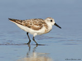 Sanderling