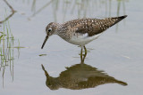 Solitary Sandpiper