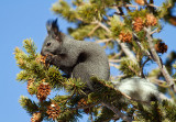 Aberts Squirrel