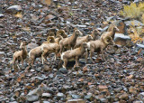 big horn sheep