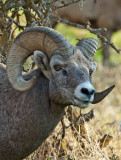 Bighorn Sheep portrait