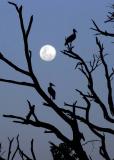 storks & moon.