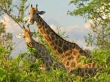 girafes