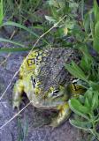 african bull frog