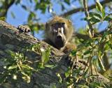 baboon in tree