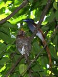 paradise flycatcher & babies