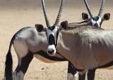 oryx  closeup