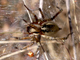 Araña