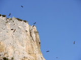 Buitres leonados