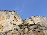 Buitres leonados