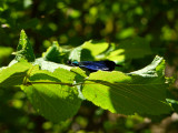Libélula
