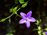 Campanula decumbens