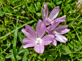 Malva