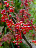 Grosella roja