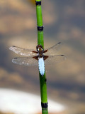 Libellula depressa (macho)