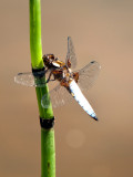 Libellula depressa (macho)
