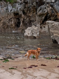 Todos disfrutan de la playa
