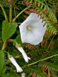 Convolvulus arvensis