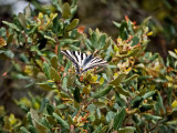 Iphiclides feisthamelii