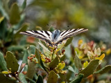 Iphiclides feisthamelii