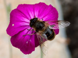 Abeja polinizando