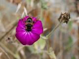 Abeja polinizando