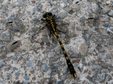 Onychogomphus uncatus, macho adulto