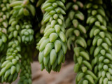 Burrito (Sedum morganianum)