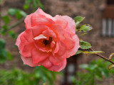 Rosa sp.