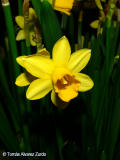 Daffodil