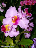 Dendrobium (Dendrobium nobile)