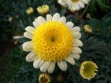 Chrysanthemum White Daisy