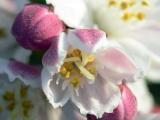 Celinda de espigas (Deutzia scabra)