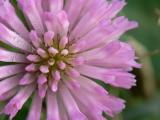 Trbol rojo (Trifolium pratense)