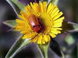 Leaf Beetles (Family Chrysomelidae)