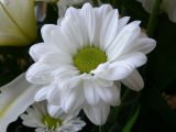 Chrysanthemum White Daisy