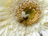 Misumena vatia