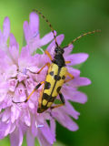 Rutpela maculata