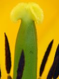 Tulipn silvestre (Tulipa sylvestris)