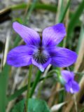 Violeta silvestre (Viola riviniana)