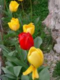 Tulipn (Tulipa gesneriana)