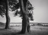 Cypress Trees, Point Reyes