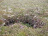 Bog hole micro-climate allows ferns to grow.jpg