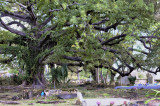 Silk Cotton tree at St. Phillips Church.jpg