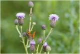 Kleine Vuurvlinder -Lycaena phlaeas