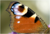 3   dagpauwoog - Inachis io detail vleugel