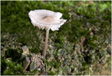 Helmmycena - Mycena galericulata