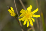 Schermhavikskruid - Hieracium umbellatum