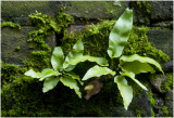 Tongvaren - Asplenium scolopendrium